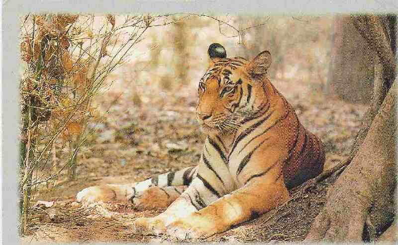 Goa Hotels at Goa Resorts at Goa Tourist Guide Goa Package Tours Goa